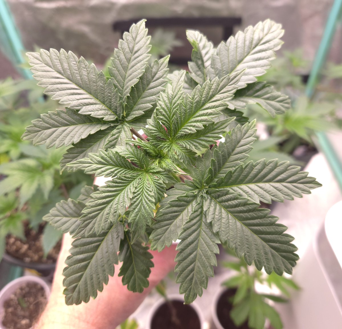 kclightup's tweet image. Check out this beauty of Nova 91 x Ma Chérie from @irvineseedco and @breeder_j. 
#growyourown #fuckcancer #GetScreened