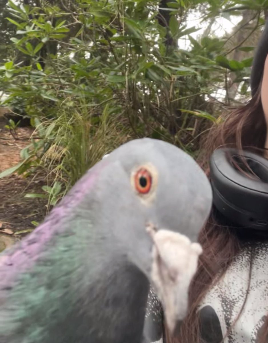 Me and my friend like to feed the pigeons in town and I had to share this pic. I love it so much XD