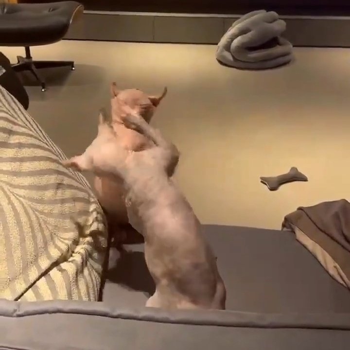 chvvolz's tweet image. 2026년1월  롤파크, 쵸비룰러 대기실 예상도