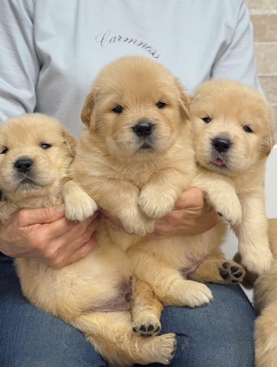 puppies video tweet media