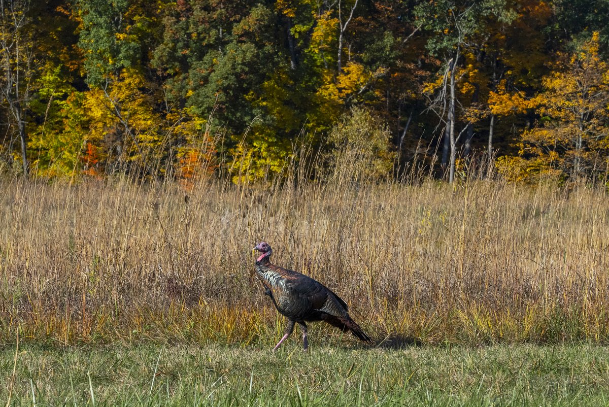We hope you enjoy your own gobble, gobble today. Perhaps there will be enough time to wobble, wobble down a trail as well. Our park is open, but Boston Mill Visitor Center is closed for the holiday. 

Happy Thanksgiving!

Photo: Conservancy for CVNP/Aaron Self