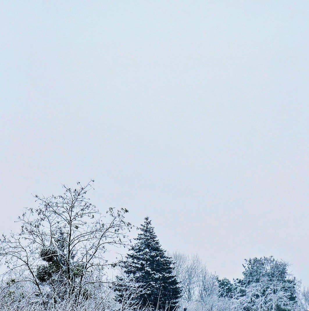 DorothyOstra's tweet image. White Autumn ▪️▪️▪️
#ShotOfTheDay #photooftheday #picoftheday #fotoshot #nofilter #photographylovers #ThePhotoHour #GoldenHour #Autumn