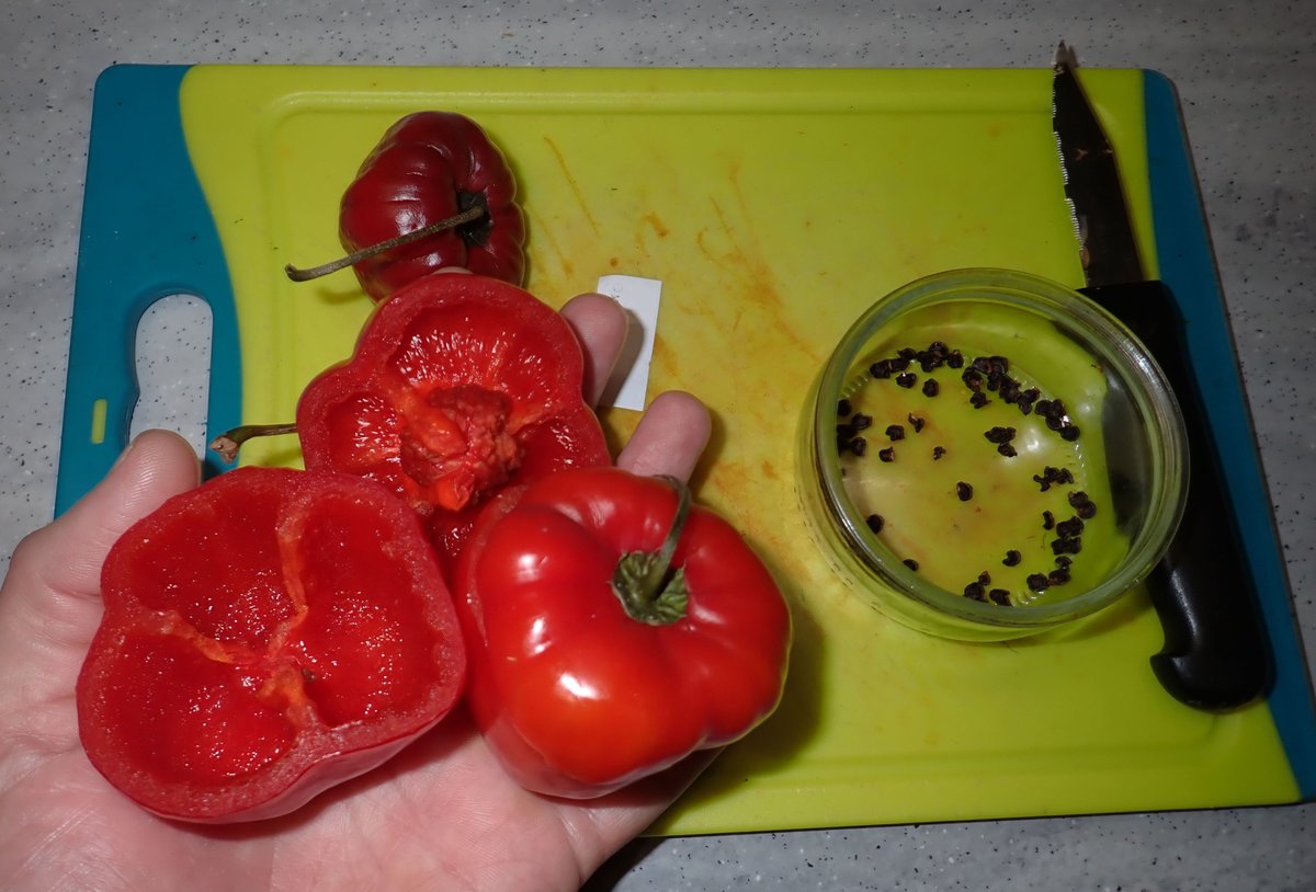 Seed saving the giant red Rocotos, sourced from Lima many years ago 🇵🇪🏴󠁧󠁢󠁷󠁬󠁳󠁿🌶️🔥