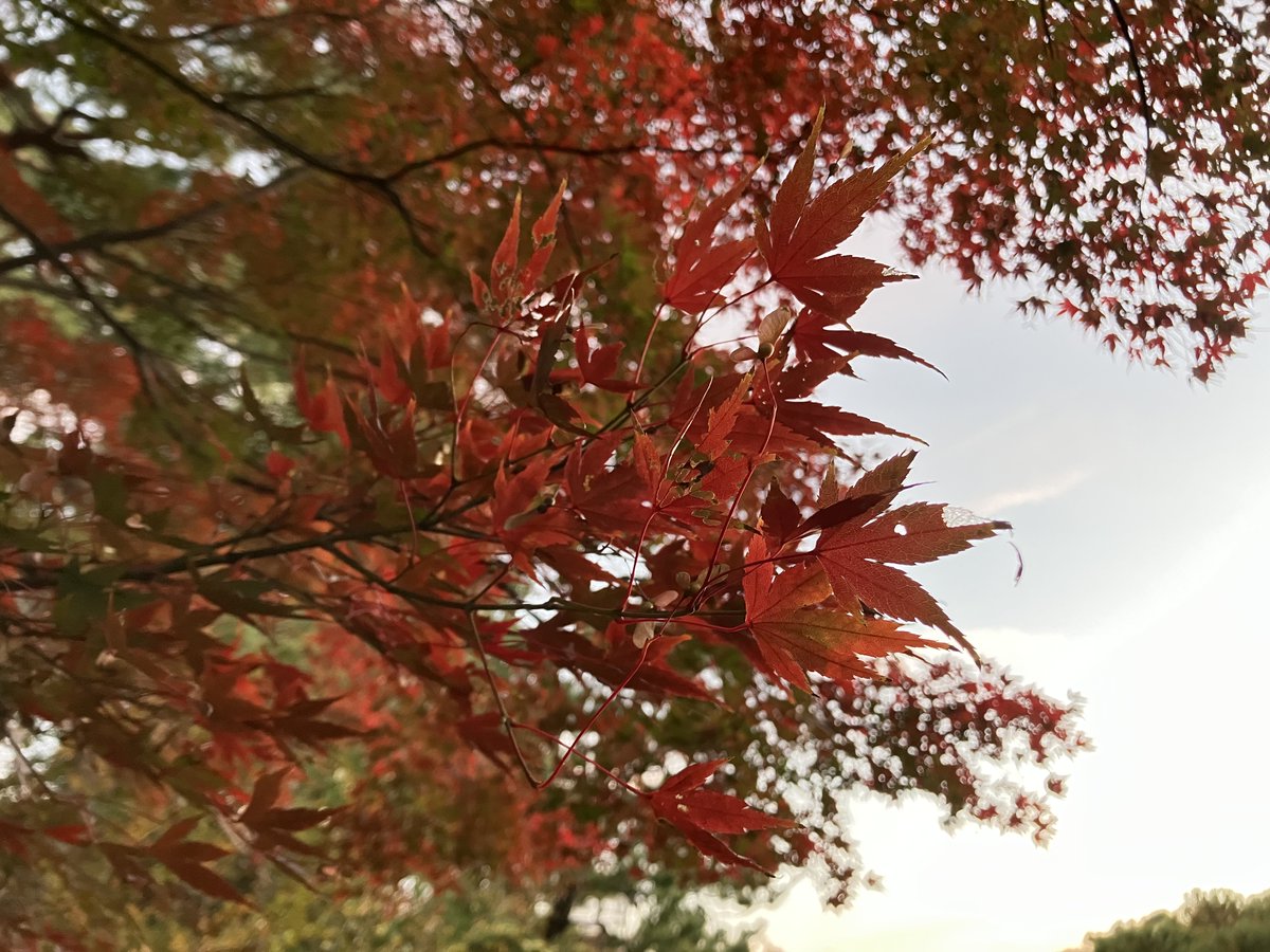 Autumn Colors in an Edo Garden
#AutumnLeaves #AutumnColors