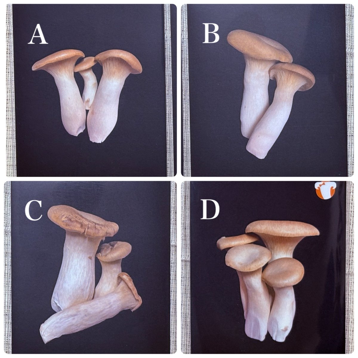 あ〜たんまま RT @pinkdagger666: ゲムマで何コレと話題？のエリンギ家族。本来の