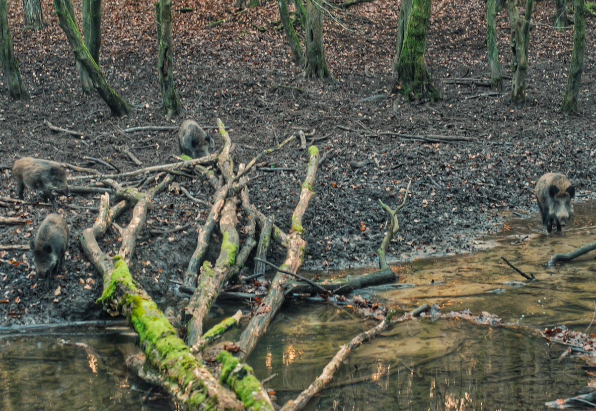 Baerjew's tweet photo. Guten Morgen. 

Rückkehr von einer durchaus aufregenden Gassirunde... 😄🕺🐕 🐗 

(Leica SL3 mit Minolta 58mm f1.2 - ergo manuell fokussiert.. die Endgegnerherausforderung bei Dämmerung plus Tierfotografie..) https://t.co/YGj5lLMRrd