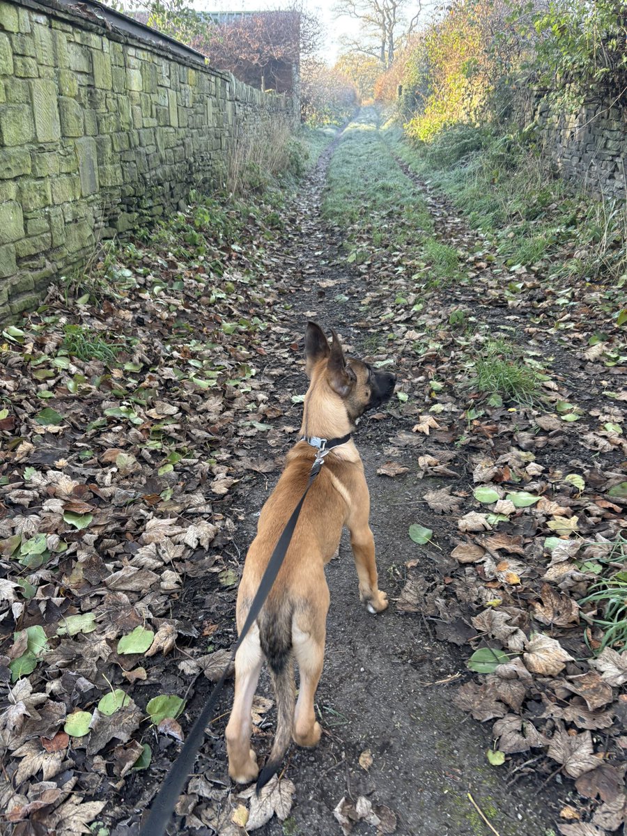 WY Police Dogs tweet media