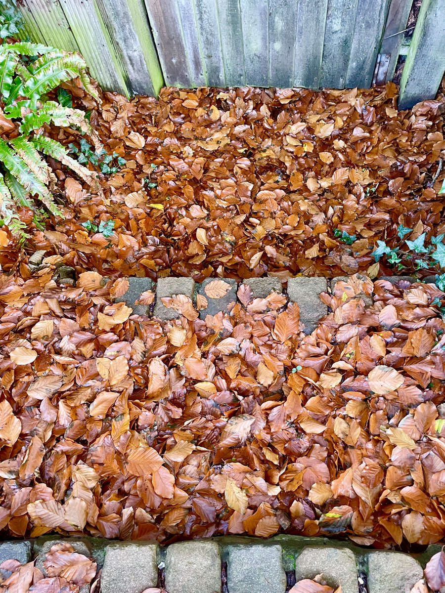 Stifyn1's tweet photo. Every step #hydref #everystep #garden #naturephotography #thursday #autumn #november https://t.co/ACBTm74E06
