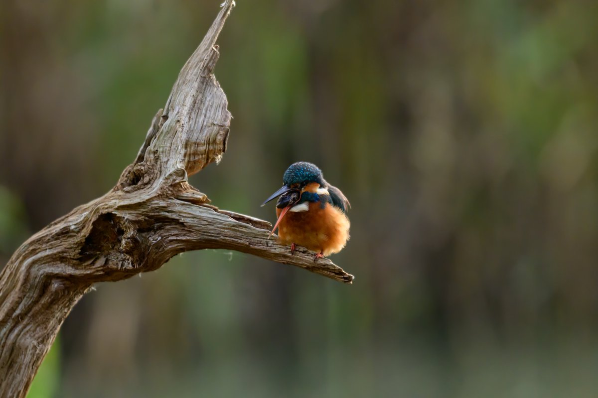 SimonRidley14's tweet photo. cough it up its better out than in
#kingfisher #ejecting a #pellet
@UKNikon @NikonEurope @MediaDrum
#birds #birdsof2025 #photooftheday #Photo
#photography #photographer https://t.co/N6PpGumi5X