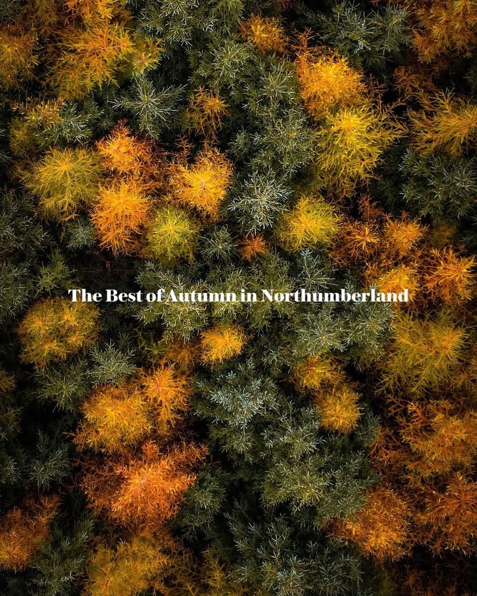 Whitelee Cottages tweet media