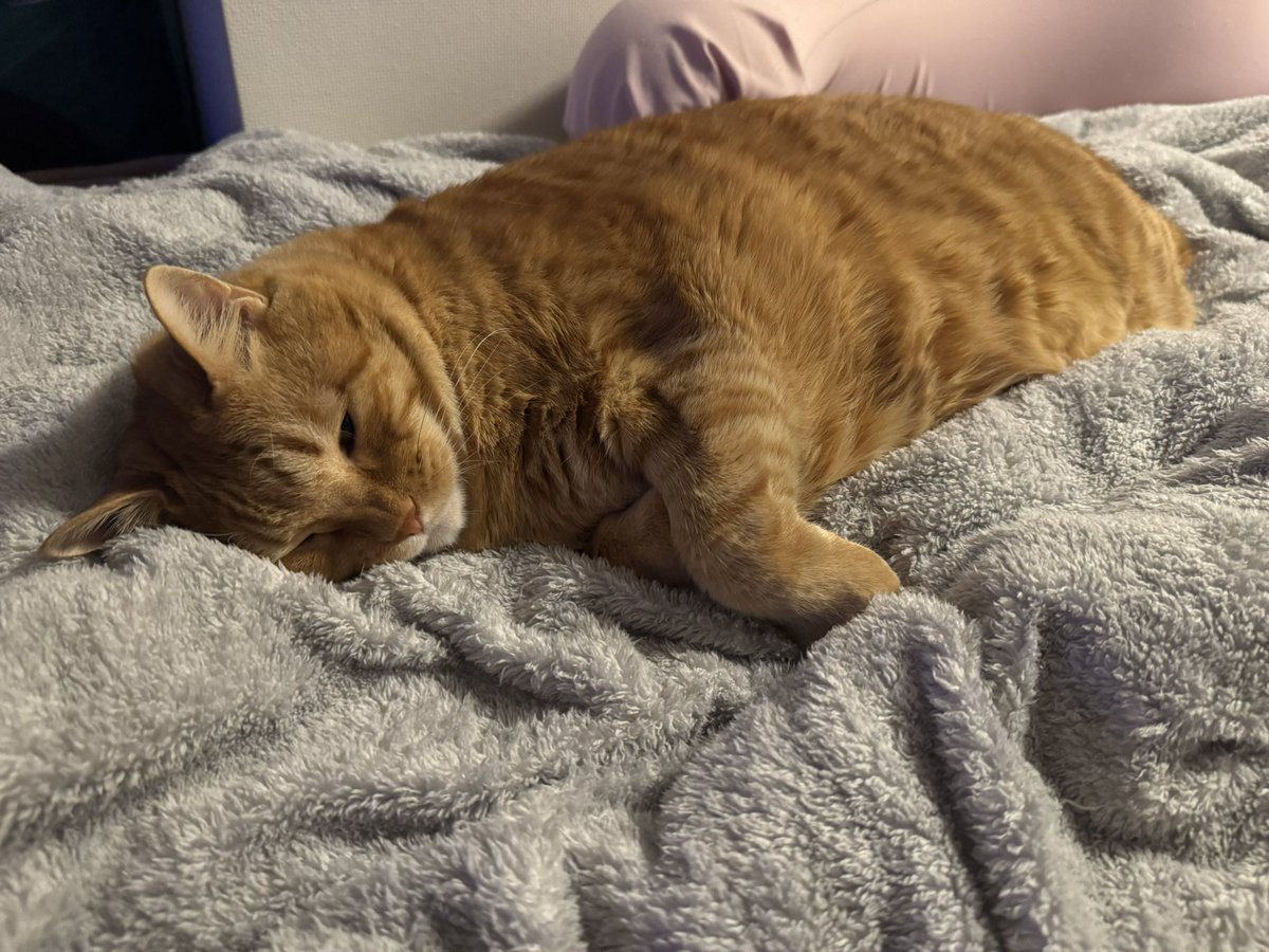 とらまる とらまるくん🐈 (@toramaru_1120) / Posts / X