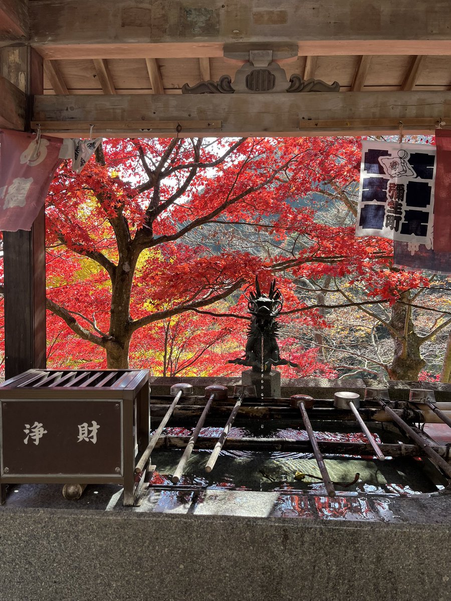 tomochadi's tweet photo. 大山、紅葉最高でした！ https://t.co/xCbFTmxKWI