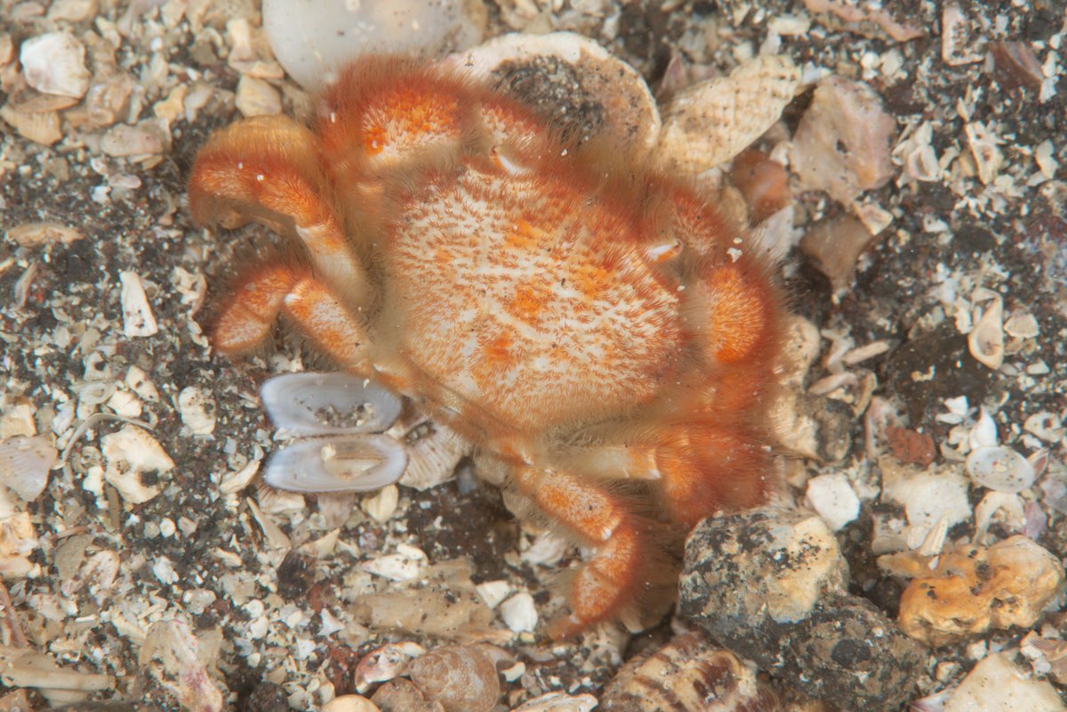 Crabs of Ose cape, Numazu, Shizuoka, Japan No.147
Crinitocinus alcocki (Borradaile, 1902)
先端浅場の岩の下で時々見られる。湾内よりに多い。
甲幅1.5cmくらいのオス。
species complex の可能性が指摘されているので、大瀬産は未記載種かもしれない。
#大瀬崎, #crab, #brachyura, #カニ, #蟹
