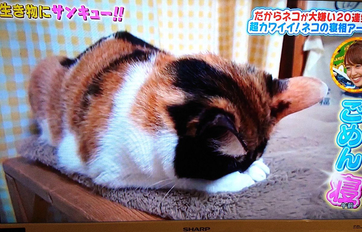 にゃんた (@nyanta8355) / Posts / X