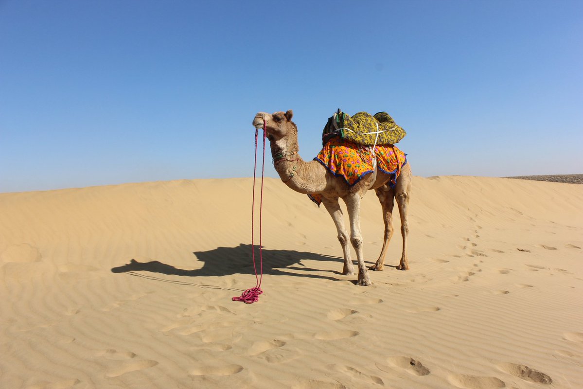 Ship of the desert. 
Shot on: Canon 
Photography: Manish Gupta
