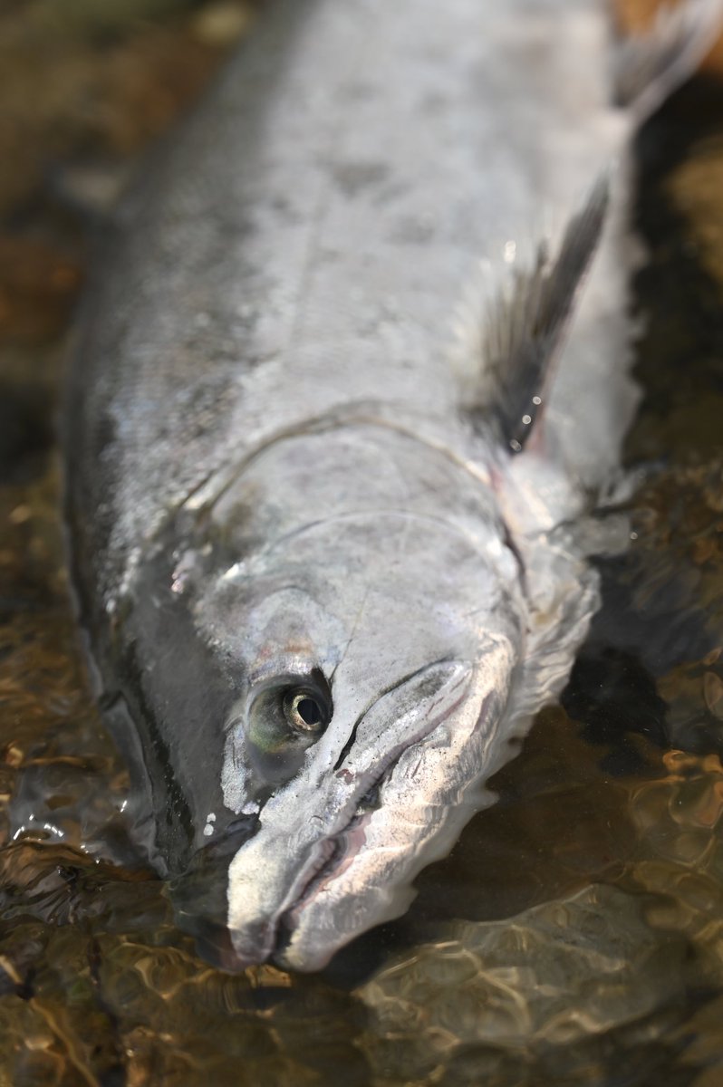 YAMA-MEGANE (@YAMAMEGANE4) / Posts and Replies / X