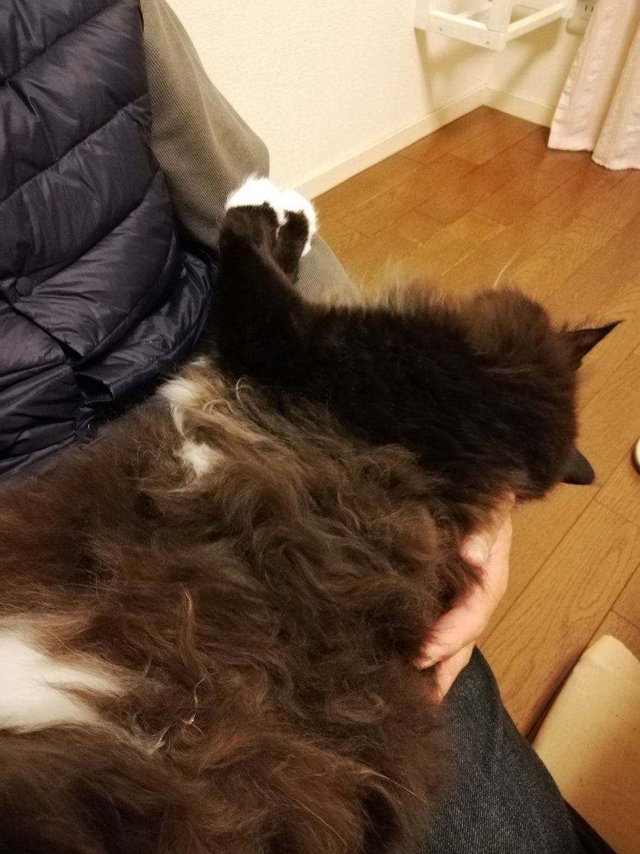 sakuramochi925's tweet image. つかまったー、けどイヤじゃなかった。
そのまま抱っこされているくーちゃん。
　 plaza.rakuten.co.jp/clambake/diary… #r_blog #猫のいる暮らし