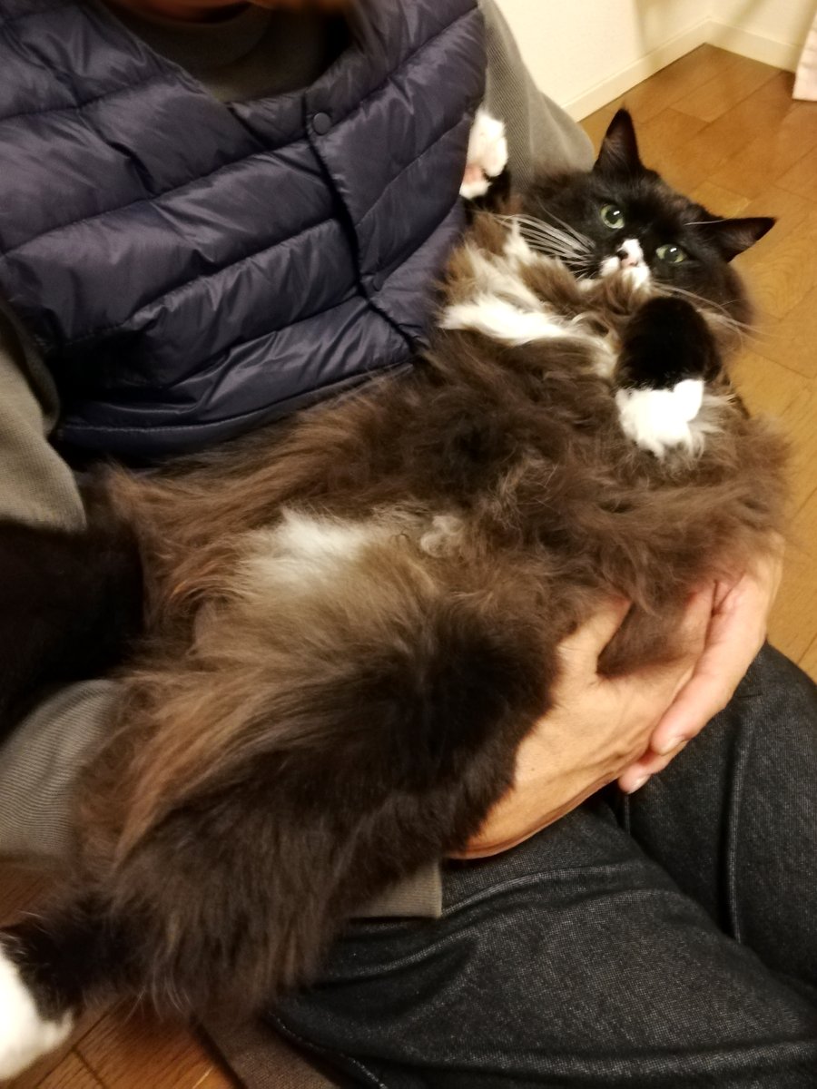 sakuramochi925's tweet image. つかまったー、けどイヤじゃなかった。
そのまま抱っこされているくーちゃん。
　 plaza.rakuten.co.jp/clambake/diary… #r_blog #猫のいる暮らし