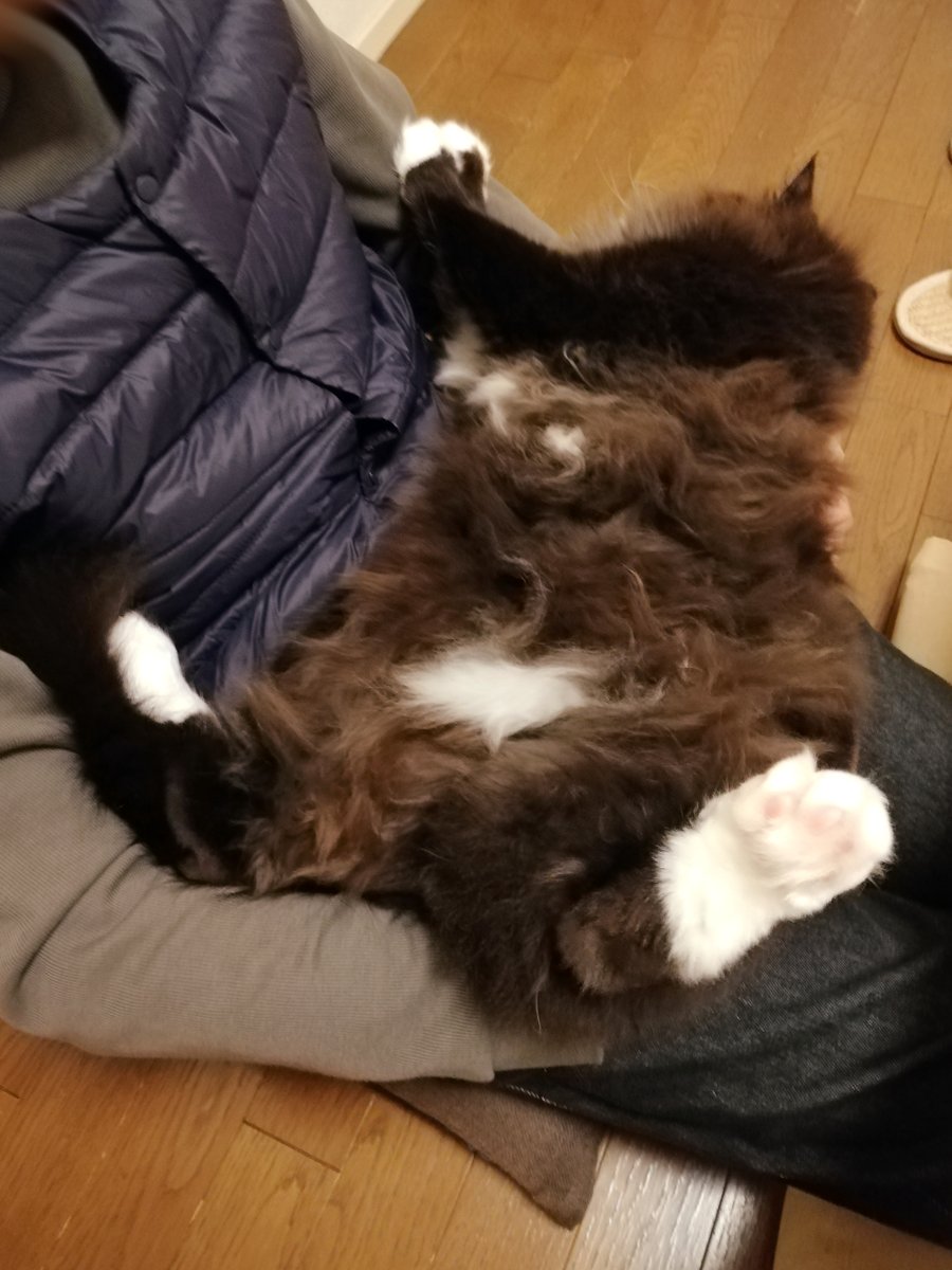 sakuramochi925's tweet image. つかまったー、けどイヤじゃなかった。
そのまま抱っこされているくーちゃん。
　 plaza.rakuten.co.jp/clambake/diary… #r_blog #猫のいる暮らし