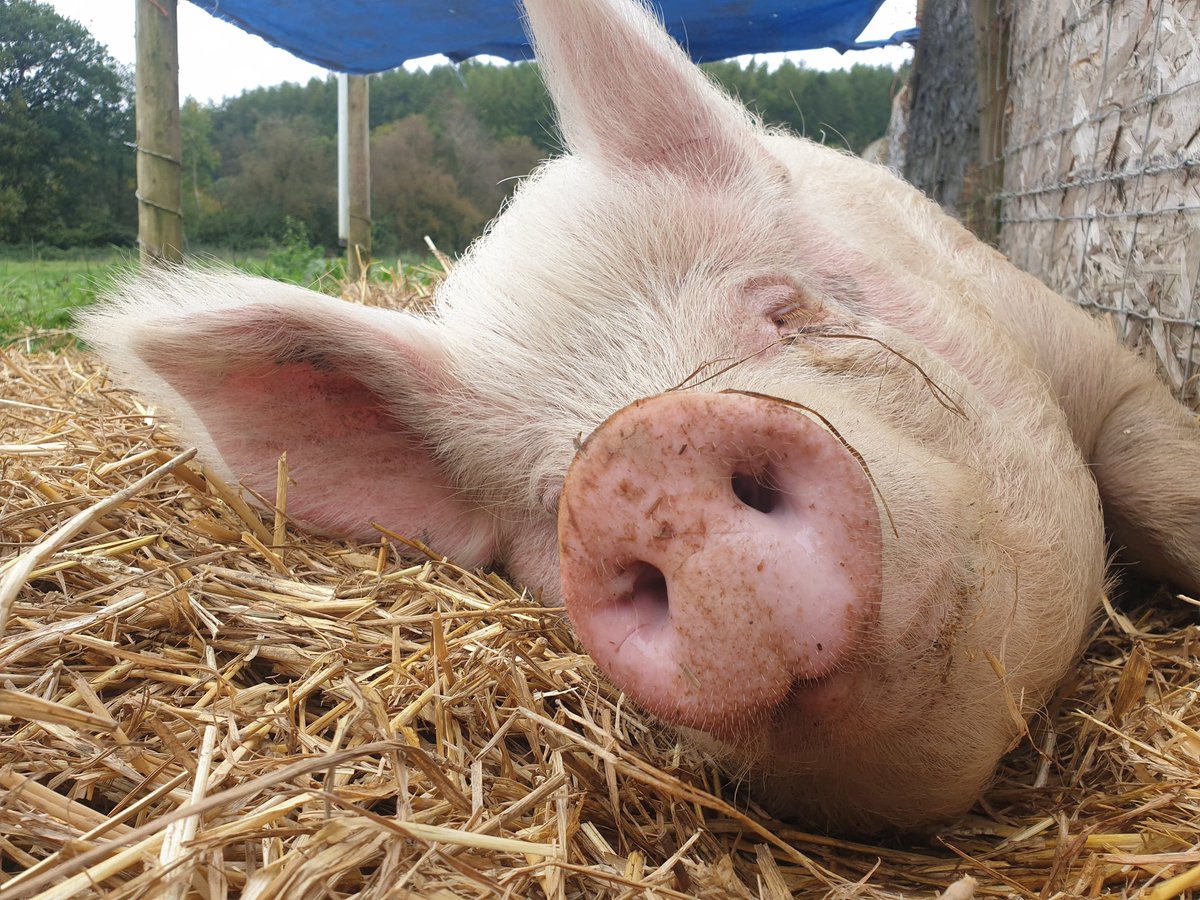 RathboneKim's tweet image. Pigoneer Pig Of The Day Josie! 
She faced being &apos;culled&apos; when she was just a month old.
Look at her now sleeping soundly without a care in the world knowing she is safe and loved🐷💤 
Join the #pigoneers help support the 98 rescue pigs 
@BTWsanctuary ⬇️
  globalvegancrowdfunder.org/pigoneer-2000-…