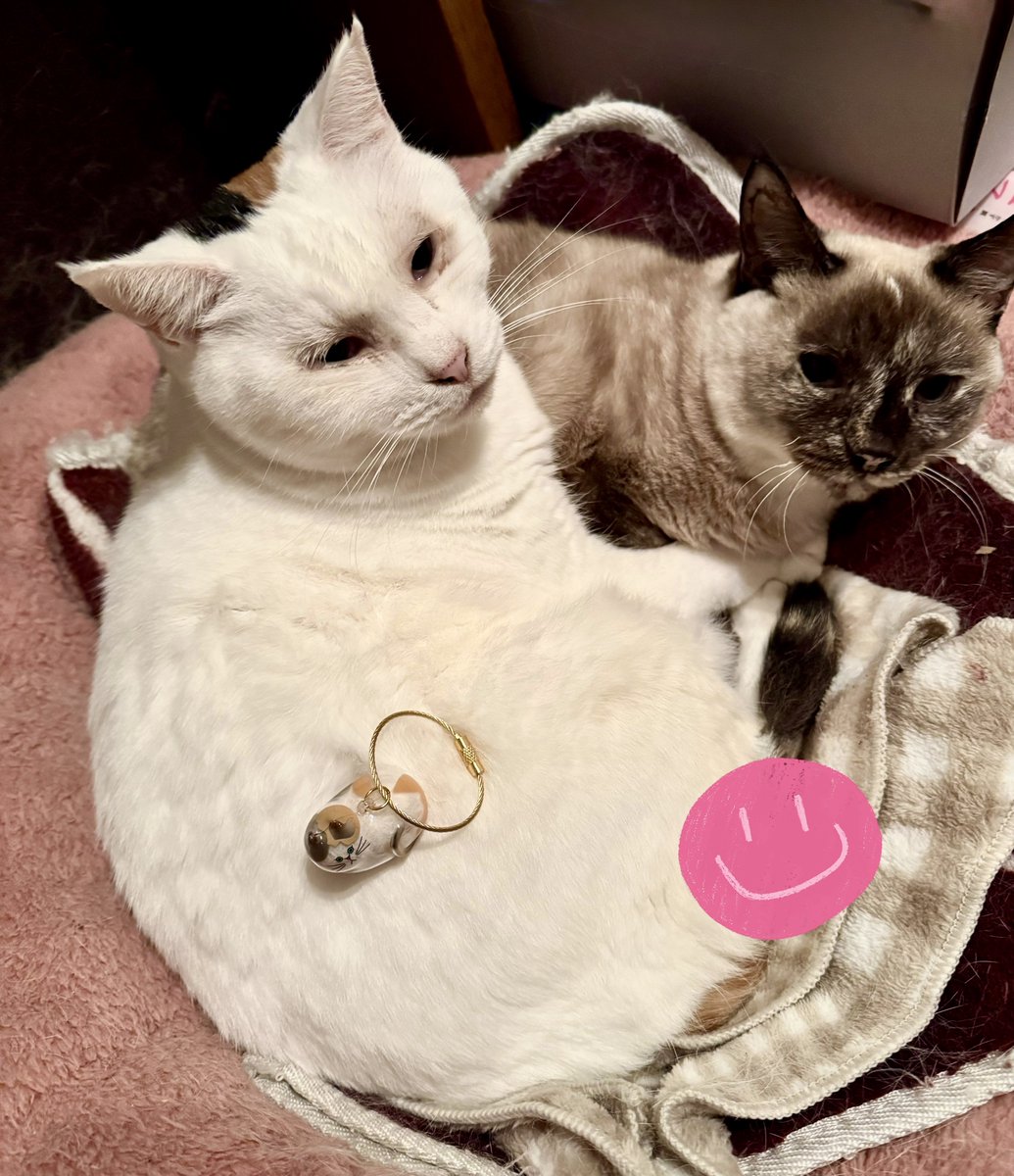 入手困難だった 「うちの子のけだまだま」のガチャ 見つけたから やる