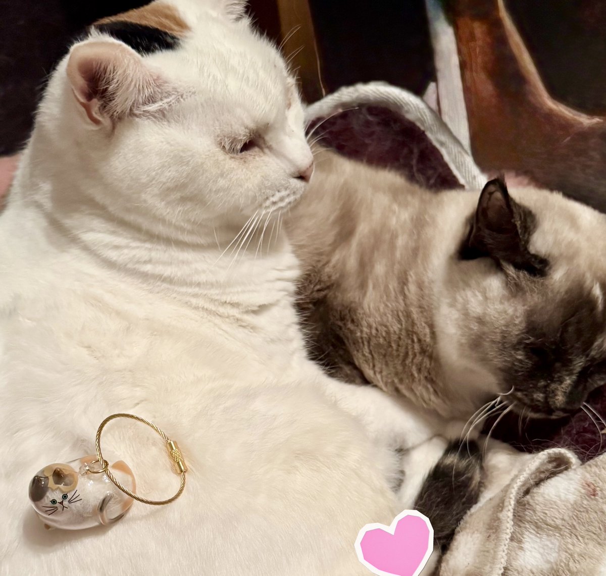 入手困難だった 「うちの子のけだまだま」のガチャ 見つけたから やる