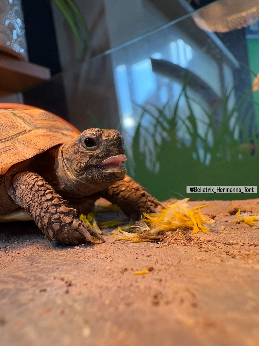 Spofforth's tweet image. Good morning, shoulders back, tongue out. Let’s face the day!

#Bellatrix #Hermanns #Tortoise #TortLife 🐢