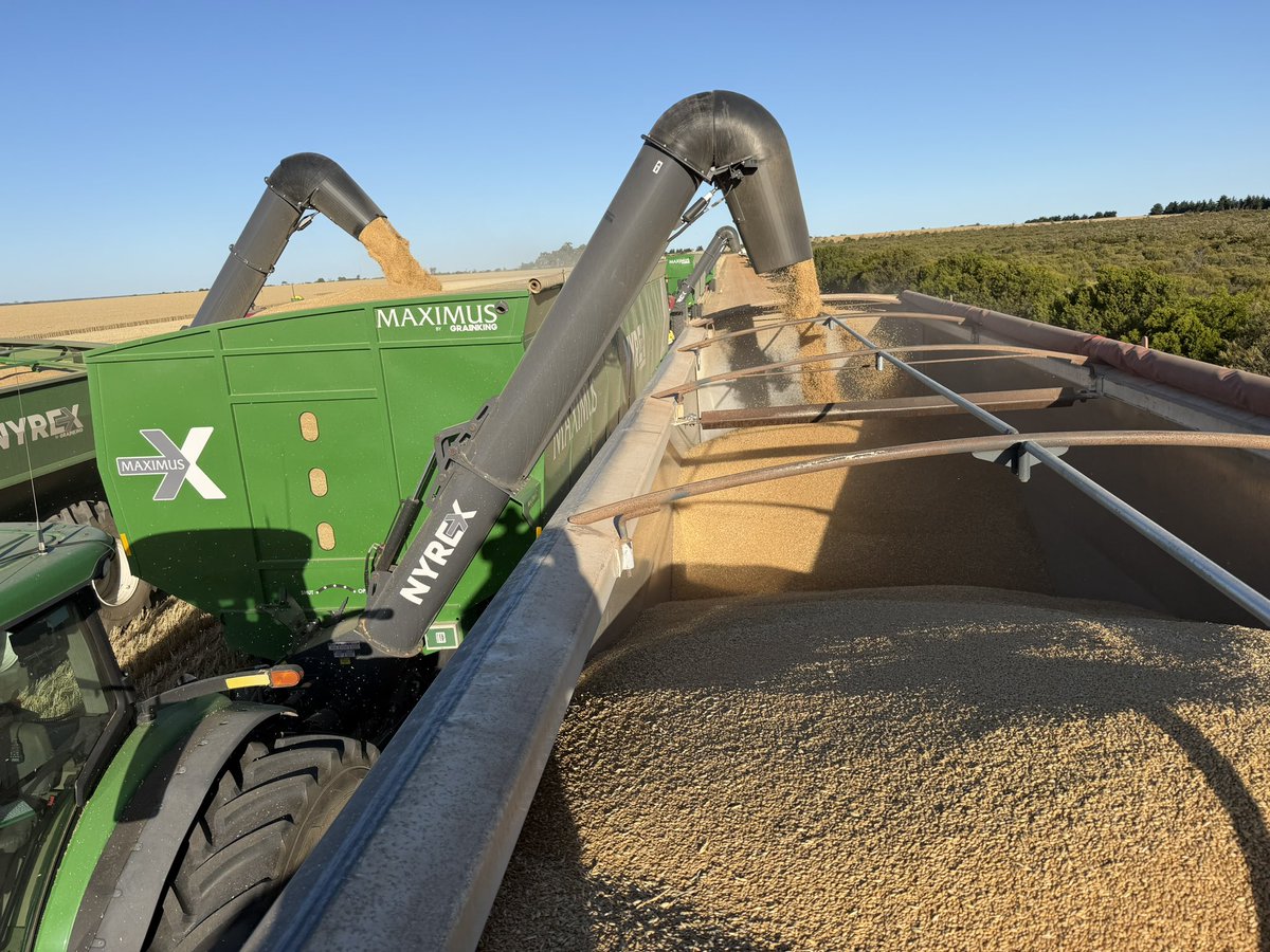 First load of wheat this season.