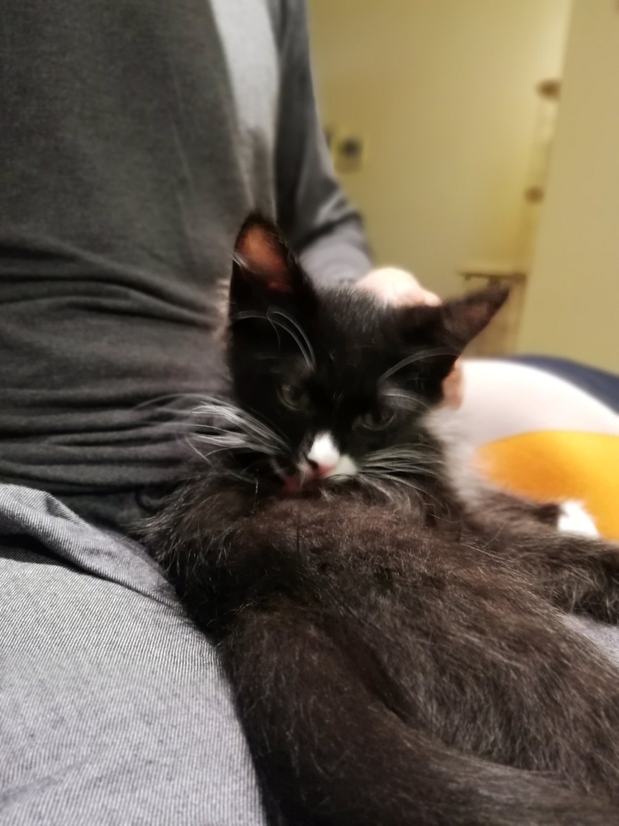 sakuramochi925's tweet image. ５年前のくーちゃん。
おケツのちっさいほにょほにょ。
BB弾か粒コショウぐらいのが育ってきていた。
　 plaza.rakuten.co.jp/clambake/diary… #r_blog #猫のいる幸せ