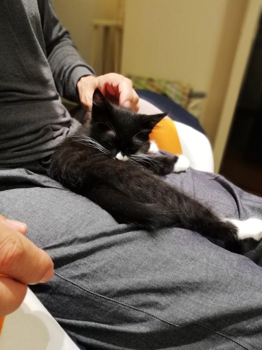 sakuramochi925's tweet image. ５年前のくーちゃん。
おケツのちっさいほにょほにょ。
BB弾か粒コショウぐらいのが育ってきていた。
　 plaza.rakuten.co.jp/clambake/diary… #r_blog #猫のいる幸せ