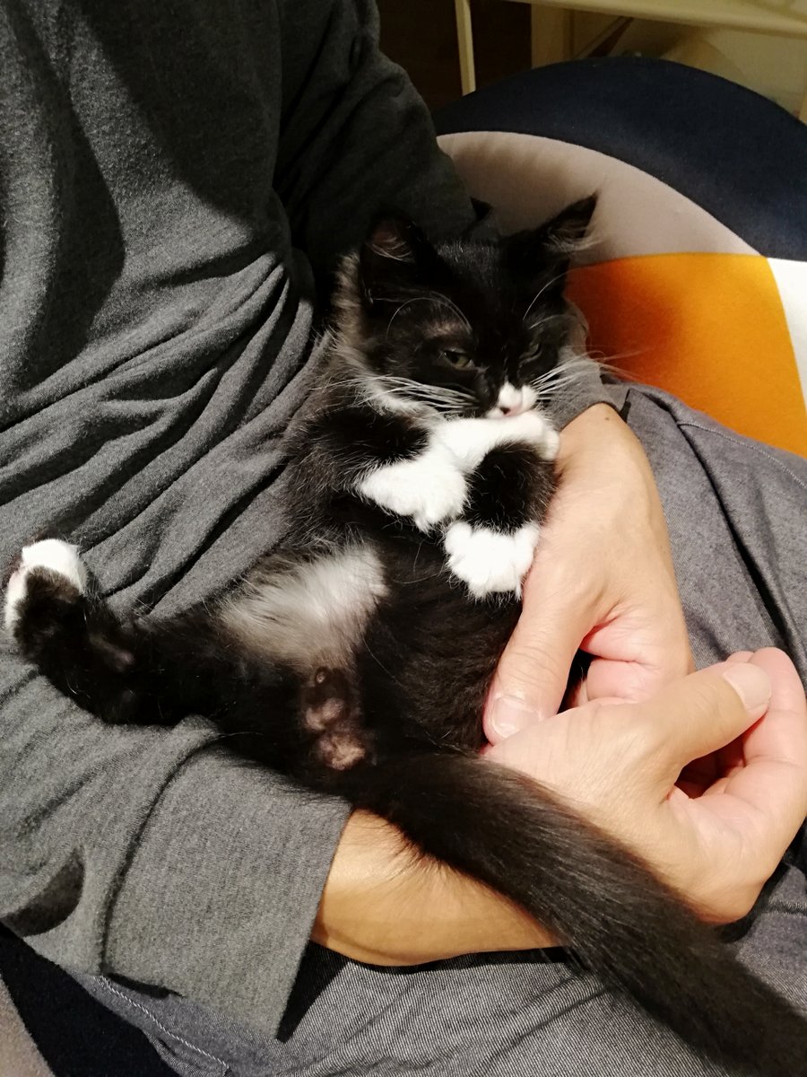 sakuramochi925's tweet image. ５年前のくーちゃん。
おケツのちっさいほにょほにょ。
BB弾か粒コショウぐらいのが育ってきていた。
　 plaza.rakuten.co.jp/clambake/diary… #r_blog #猫のいる幸せ