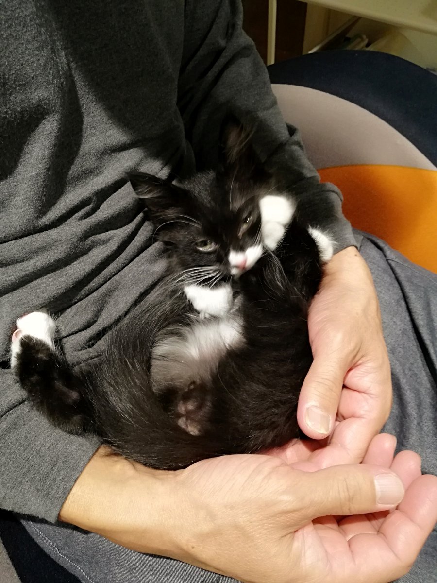 sakuramochi925's tweet image. ５年前のくーちゃん。
おケツのちっさいほにょほにょ。
BB弾か粒コショウぐらいのが育ってきていた。
　 plaza.rakuten.co.jp/clambake/diary… #r_blog #猫のいる幸せ