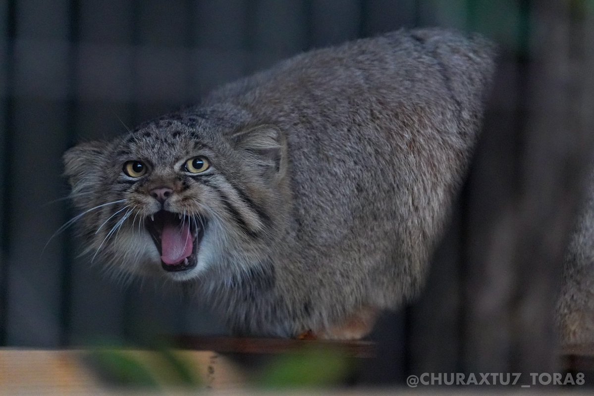 CHURAXTU7_TORA8's tweet image. ヒデくん🐱
#東山動植物園　#マヌルネコ
📷2025年11月