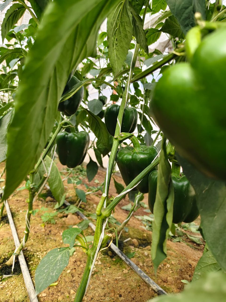 ExportGst's tweet photo. Our California #peppers are looking outstanding this season — thrips-free, grown on naturally clean land, using biostimulants and a strict zero-residue program.
Proudly grown in the Great Land of Egypt by @VitaPlantEgypt. 🌱🫑🇪🇬 https://t.co/rErPc60lOV