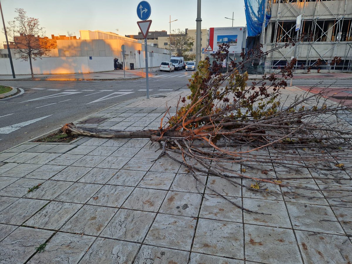 SLopezAntequera's tweet photo. Los árboles del #PAU4 se rinden ante las políticas medioambientales del gobierno más arboricida de la história de #Mostoles (@ppmostoles + @Vox_Mostoles ). #arboricidas https://t.co/DNjNYY2sHp