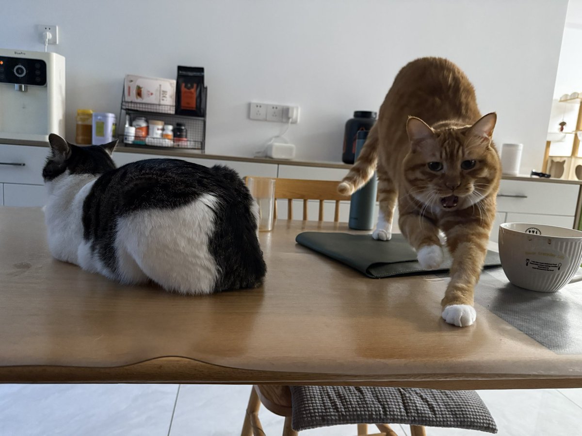 BadDogEgg's tweet image. 