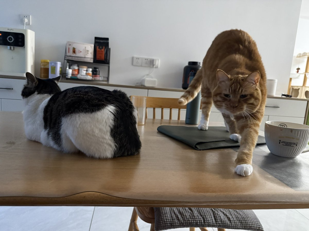 BadDogEgg's tweet image. 