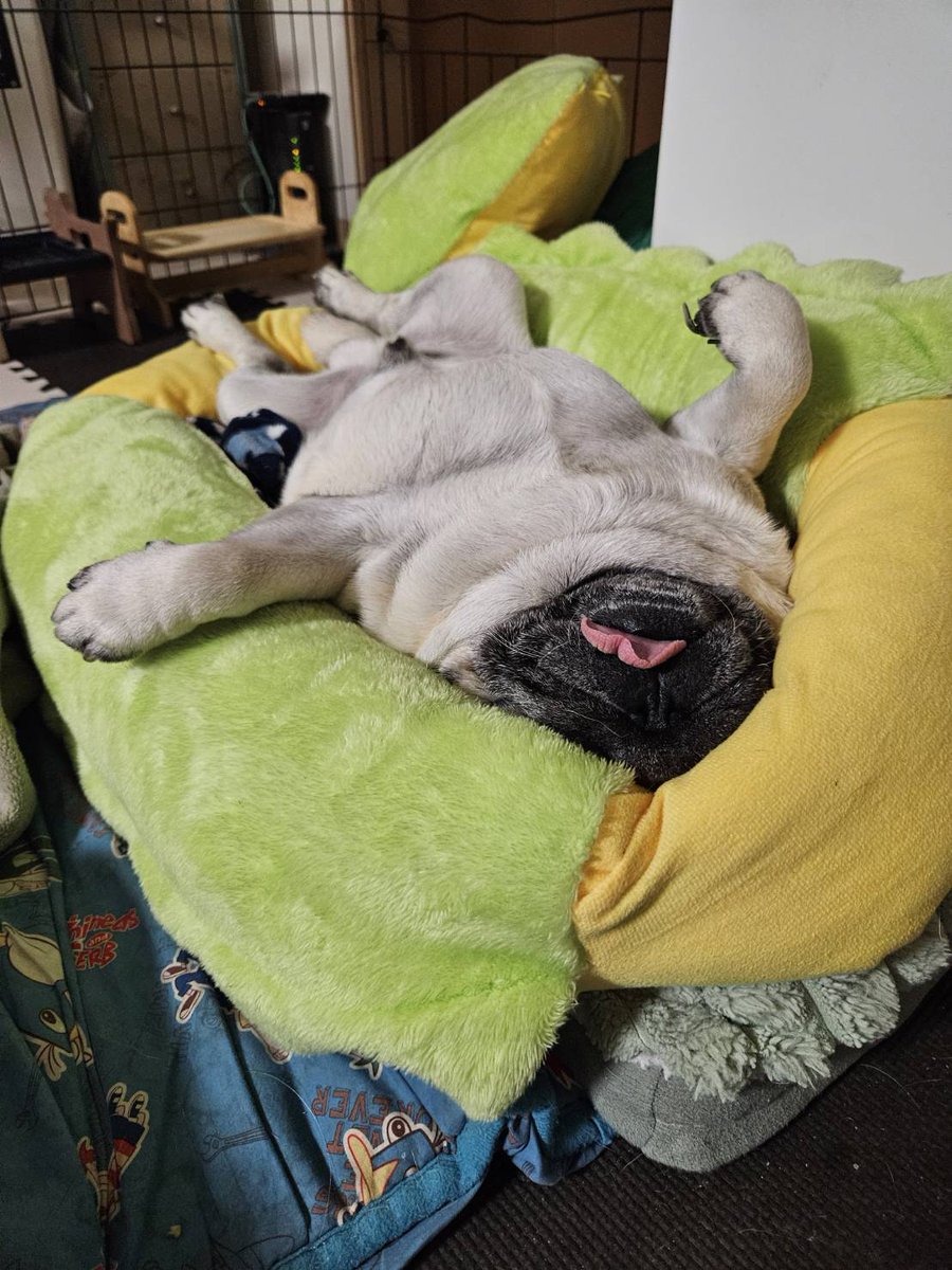誇り高き狼の末裔 #パグ #pug