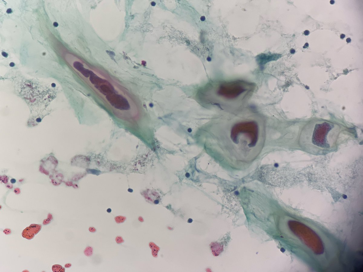 Vidya Monappa tweet media