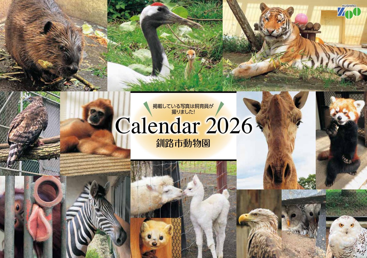 釧路市動物園2026年オリジナルカレンダーが出来ました。開園から51年目を迎える2026年、カレンダーの形態をリニューアル！写真はすべて、動物たちの日々を間近で見守る飼育員が撮影しました。
価格や販売等の詳細については、下記のページをご確認ください。
city.kushiro.lg.jp/zoo/zoonews/10…