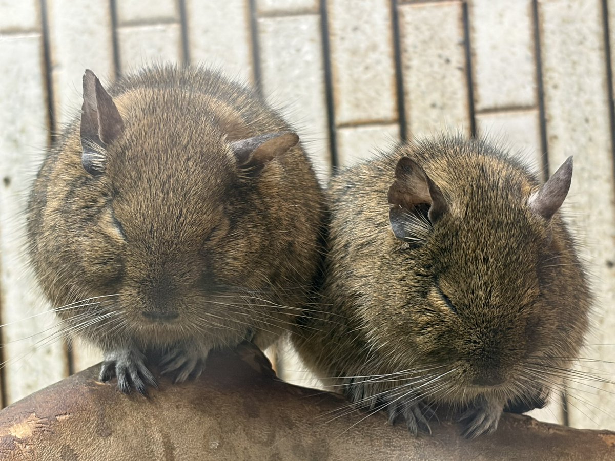 お昼寝するデグーさん

2025.11.27

#デグー #上野動物園 #小獣館
