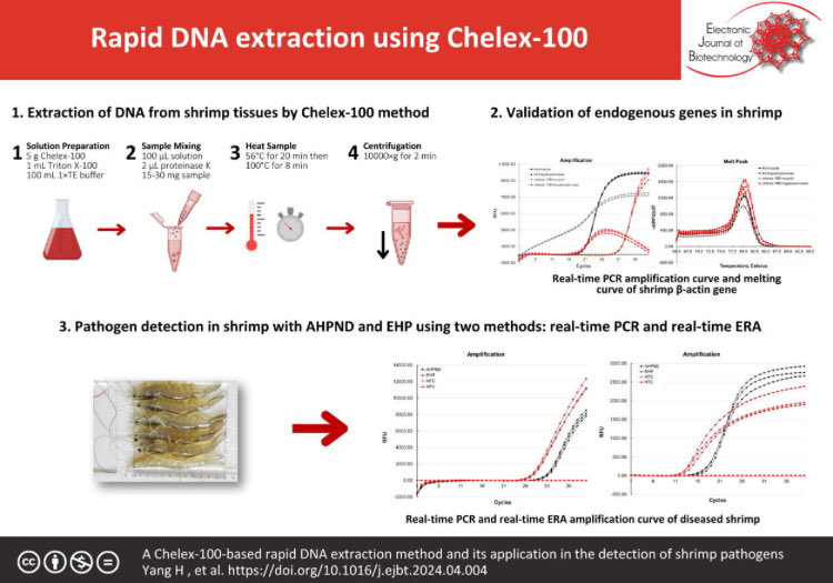 EJBiotechnology's tweet photo. A Chelex-100-based rapid #DNA extraction method and its application in the detection of shrimp pathogens

In this study, a rapid and crude method of extracting #genomicDNA from #shrimp muscle and hepatopancreas using Chelex-100 was established.

https://t.co/jB1KUkDTN1

#biotech https://t.co/iCffsgwqJp