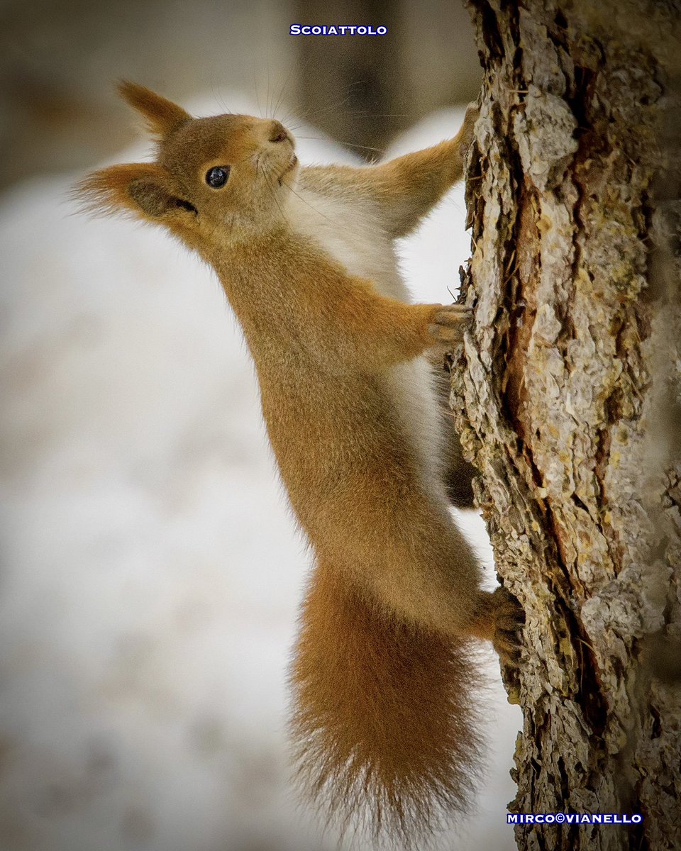 quanuaua's tweet image. Buongiorno a voi.

Lo scoiattolo rosso è quello autoctono delle Alpi, con pelo rossiccio e pancia bianca. 🐿️
Attenzione allo scoiattolo grigio, non è nostro!

#scoiattolorosso #alpi #livigno #natura #WildlifePhotography