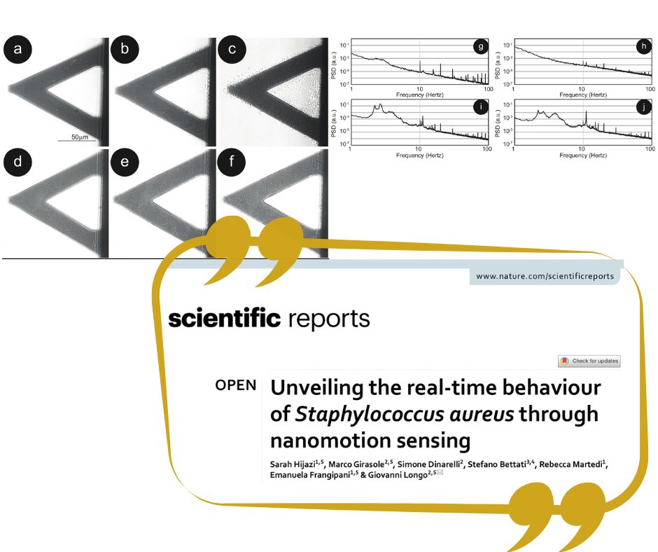 CNR_ISM's tweet image. A new study by @CNR_ISM @biofisicacnr @unipr @uniurbit reveals how iron availability drives Staphylococcus aureus virulence—and could be the key to next-gen antibiotics.
Published in Scientific Reports nature.com/articles/s4159…
#AntibioticResistance #Nanotech #Microbiology