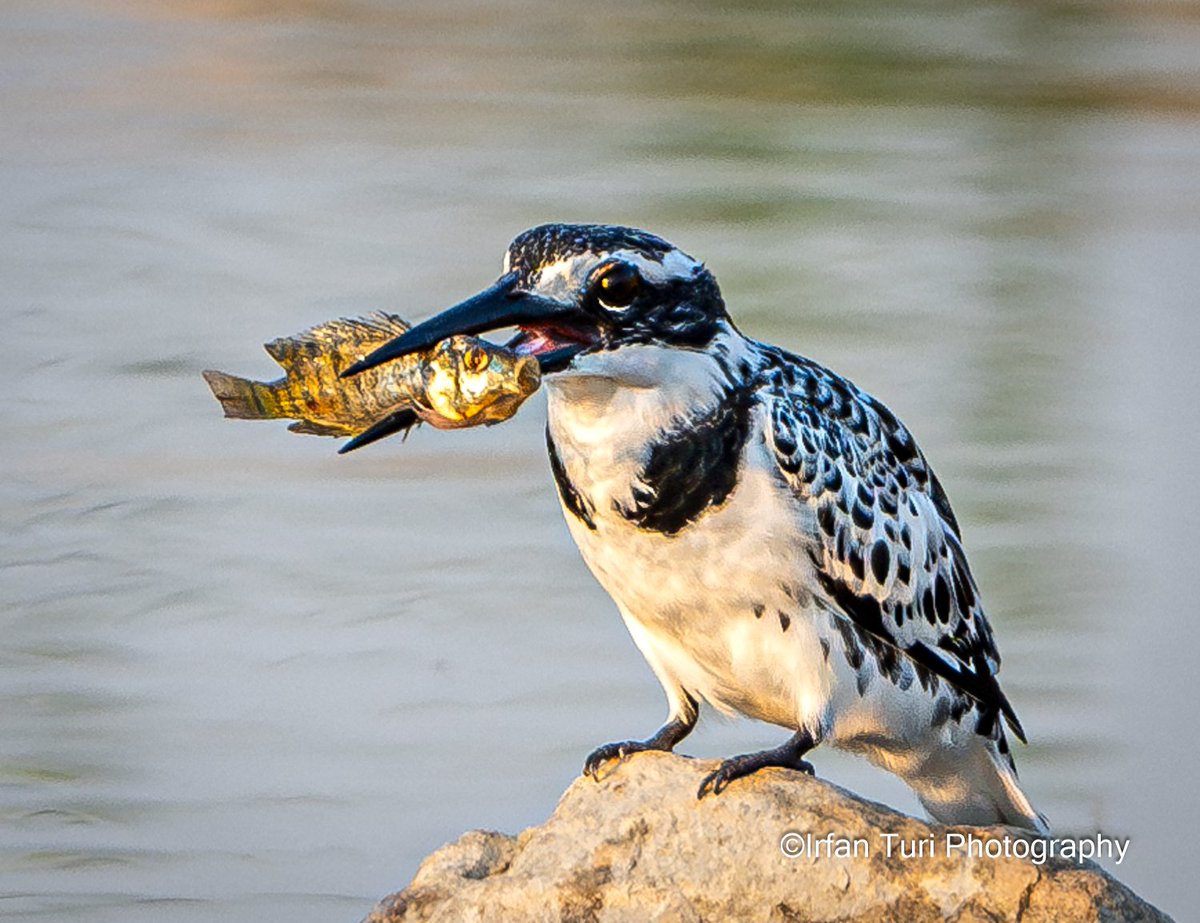 Irfan Turi Photography tweet media