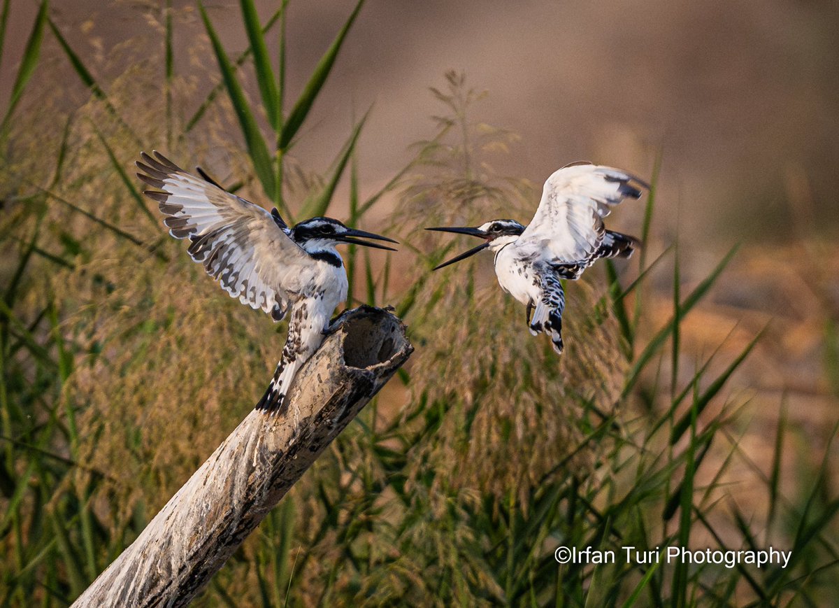 Irfan Turi Photography tweet media