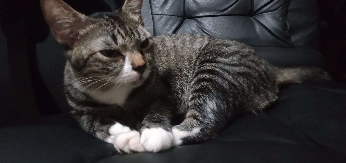 hi friends!! my baby is suffering from kidney complications and i've been trying to raise some money for her expensive surgery :( it's been hard to come up with the amount after all appointments and procedures. anything is appreciated, even just sharing 🥹 ko-fi.com/8rdeye