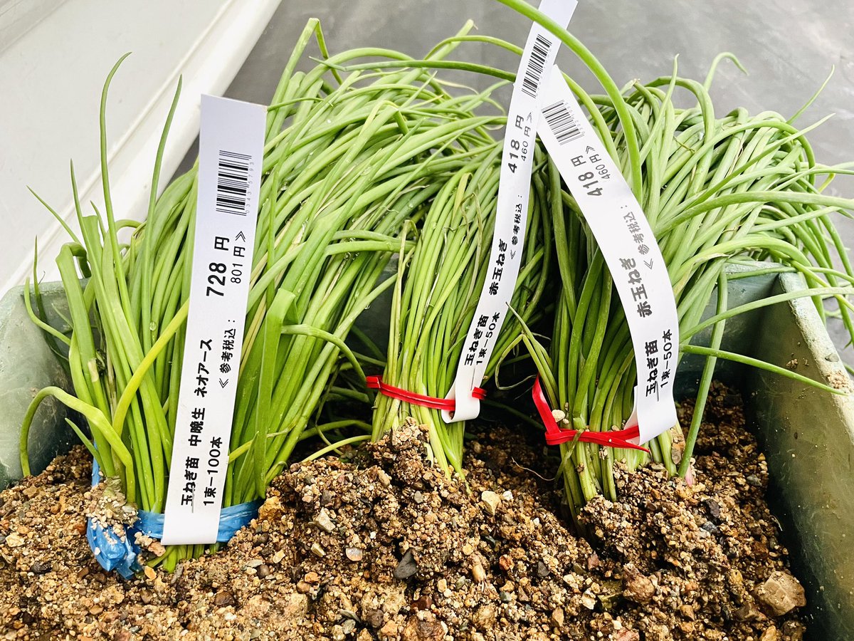 玉ねぎ苗⭕️浜笑４００本⭕️OK４００本⭕️赤玉２００本⭕️ 玉ねぎ苗⭕️浜笑400本⭕️OK400本⭕️赤玉200本⭕️ 玉ねぎ