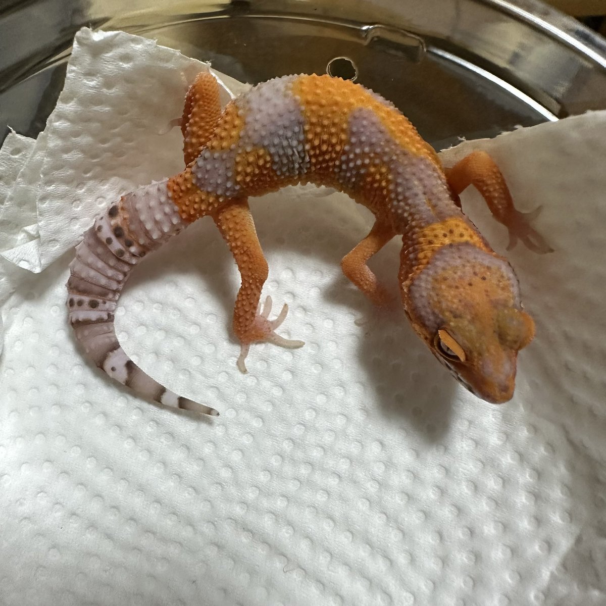 chappi_python's tweet image. レッドデビル、インフェルノベル、スーパータンジェリンベルなど入荷しております🦎
是非遊びに来てください✨