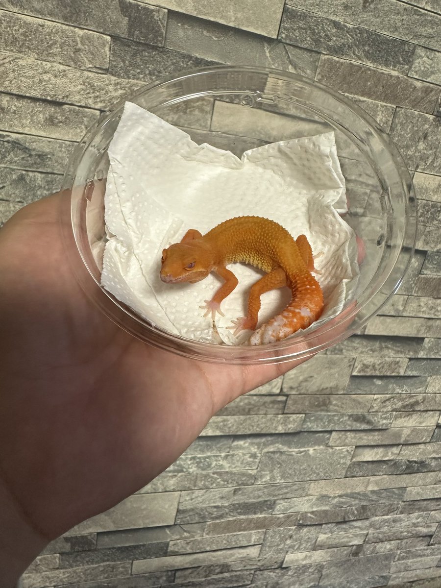 chappi_python's tweet image. レッドデビル、インフェルノベル、スーパータンジェリンベルなど入荷しております🦎
是非遊びに来てください✨